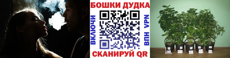 Конопля конопля  Каргат 